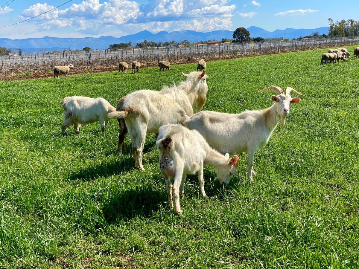 Agriturismo L'Ovile Borgo San Michele  ภายนอก รูปภาพ