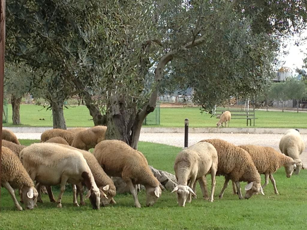 Agriturismo L'Ovile Borgo San Michele  ภายนอก รูปภาพ